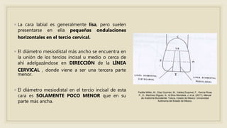 ◦ La cara labial es generalmente lisa, pero suelen
presentarse en ella pequeñas ondulaciones
horizontales en el tercio cervical.
◦ El diámetro mesiodistal más ancho se encuentra en
la unión de los tercios incisal u medio o cerca de
ahí adelgazándose en DIRECCIÓN de la LÍNEA
CERVICAL , donde viene a ser una tercera parte
menor.
◦ El diámetro mesiodistal en el tercio incisal de esta
cara es SOLAMENTE POCO MENOR que en su
parte más ancha.
Padilla Millán, M., Díaz Guzmán, M., Valdez Esquivel, F., García Rivas
P., D., Martínez Iñiguez, N., & Silva Mendieta, J. et al. (2017). Manual
de Anatomía Bucodental. Toluca, Estado de México: Universidad
Autónoma del Estado de México.
 