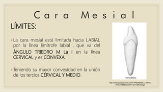LÍMITES:
◦ La cara mesial está limitada hacia LABIAL
por la línea limítrofe labial , que va del
ÁNGULO TRIEDRO M La I en la línea
CERVICAL y es CONVEXA.
◦ Teniendo su mayor convexidad en la unión
de los tercios CERVICAL Y MEDIO.
http://cmapspublic2.ihmc.us/rid=1PMDN6858-LLVRTQ-
67ZC/1PMB6S4JKIT11ZT7I36CIimage
 