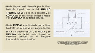 ◦ Hacia lingual está limitada por la línea
limítrofe lingual, que va del ÁNGULO
TRIEDRO M Li I a la línea cervical y es
CÓNCAVA en sus tercios incisal y medio
y es CONVEXA en su tercio cervical.
◦ Hacia INCISAL está limitada por la línea
limítrofe incisal que va del ángulo triedro
M La I al ángulo M Li I , es RECTA y se
INCLINA de labial hacia lingual en
dirección cervical por el desgaste
funcional de la masticación.
Padilla Millán, M., Díaz Guzmán, M., Valdez Esquivel, F., García Rivas
P., D., Martínez Iñiguez, N., & Silva Mendieta, J. et al. (2017). Manual
de Anatomía Bucodental. Toluca, Estado de México: Universidad
Autónoma del Estado de México.
 