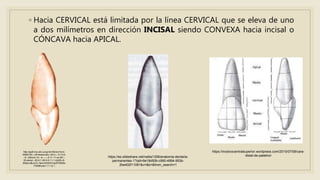 ◦ Hacia CERVICAL está limitada por la línea CERVICAL que se eleva de uno
a dos milímetros en dirección INCISAL siendo CONVEXA hacia incisal o
CÓNCAVA hacia APICAL.
http://gsdl.bvs.sld.cu/cgi-bin/library?e=d-
00000-00---off-0estomato--00-0----0-10-0-
--0---0direct-10---4-------0-1l--11-es-50---
20-about---00-0-1-00-0-0-11-1-0utfZz-8-
00&a=d&cl=CL1&d=HASH01be2f72f5d5c
77638fcc9c1.11.12.1
https://incisivocentralsuperior.wordpress.com/2015/07/08/cara-
distal-de-palatino/https://es.slideshare.net/natita1308/anatomia-dentaria-
permanentes-1?qid=9e18d50b-c990-4994-953b-
2be402f11081&v=&b=&from_search=1
 