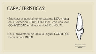 CARACTERÍSTICAS:
◦ Ésta cara es generalmente bastante LISA y recta
en su dirección CERVICOINCISAL, con una leve
CONVEXIDAD en dirección LABIOLINGUAL.
◦ En su trayectoria de labial a lingual CONVERGE
hacia la cara DISTAL.
https://odonav.wordpre
ss.com/category/uncat
egorized/
 
