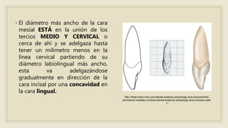 ◦ El diámetro más ancho de la cara
mesial ESTÁ en la unión de los
tercios MEDIO Y CERVICAL o
cerca de ahí y se adelgaza hasta
tener un milímetro menos en la
línea cervical partiendo de su
diámetro labiolingual más ancho,
esta va adelgazándose
gradualmente en dirección de la
cara incisal por una concavidad en
la cara lingual.
http://what-when-how.com/dental-anatomy-physiology-and-occlusion/the-
permanent-maxillary-incisors-dental-anatomy-physiology-and-occlusion-part-
1/
 