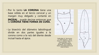 ◦ Por lo tanto LA CORONA tiene una
base sólida en el tercio cervical y un
margen muy delgado y cortante en
INCISAL , puede decirse entonces que
la CORONA TIENE FORMA DE CUÑA.
◦ La bisectriz del diámetro labiolingual
divide en dos partes iguales a la
corona como a la raíz del diente desde
incisal hasta el ápice. Padilla Millán, M., Díaz Guzmán,
M., Valdez Esquivel, F., García
Rivas P., D., Martínez Iñiguez, N.,
& Silva Mendieta, J. et al.
(2017). Manual de Anatomía
Bucodental. Toluca, Estado de
México: Universidad Autónoma del
Estado de México.
 