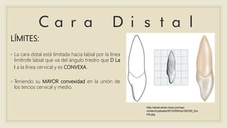 LÍMITES:
◦ La cara distal está limitada hacia labial por la línea
limítrofe labial que va del ángulo triedro que D La
I a la línea cervical y es CONVEXA.
◦ Teniendo su MAYOR convexidad en la unión de
los tercios cervical y medio.
http://what-when-how.com/wp-
content/uploads/2012/05/tmp182330_thu
mb.jpg
 