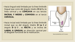 ◦ Hacia lingual está limitada por la línea limítrofe
lingual que corre del ángulo triedro D Li I a la
línea cervical y es CÓNCAVA en sus tercios
INCISAL Y MEDIO y CONVEXA en el tercio
CERVICAL.
◦ Hacia incisal está limitada por la línea limítrofe
incisal que va del ángulo triedro D La I al
ángulo D Li I , es RECTA y se inclina de
LABIAL A LINGUAL en dirección cervical por
el desgaste funcional de la masticación.
https://pocketdentistry.com/12-incisors/
 