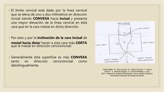 ◦ El límite cervical está dado por la línea cervical
que se eleva de uno a dos milímetros en dirección
incisal siendo CONVEXA hacia incisal y presenta
una mayor elevación de la línea cervical en ésta
cara que en la cara mesial en dicha dirección.
◦ Por esto y por la inclinación de la cara incisal de
mesial hacia distal hacen a esta cara más CORTA
que la mesial en dirección cervicoincisal.
◦ Generalmente ésta superficie es más CONVEXA
tanto en dirección cervicoincisal como
labiolingualmente.
Padilla Millán, M., Díaz Guzmán, M., Valdez Esquivel, F., García
Rivas P., D., Martínez Iñiguez, N., & Silva Mendieta, J. et al.
(2017). Manual de Anatomía Bucodental. Toluca, Estado de México:
Universidad Autónoma del Estado de México.
 