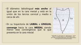 ◦ El diámetro labiolingual más ancho al
igual que en la cara mesial y está en la
unión de los tercios cervical y medio o
cerca de ahí.
◦ En su trayectoria de LABIAL a LINGUAL
converge hacia la cara MESIAL siendo
menor esta convergencia que la que
presenta en la cara mesial.
Padilla Millán, M., Díaz Guzmán, M., Valdez Esquivel, F., García
Rivas P., D., Martínez Iñiguez, N., & Silva Mendieta, J. et al.
(2017). Manual de Anatomía Bucodental. Toluca, Estado de México:
Universidad Autónoma del Estado de México.
 