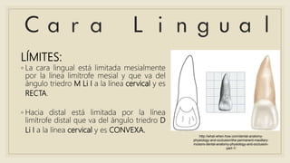 LÍMITES:
◦ La cara lingual está limitada mesialmente
por la línea limítrofe mesial y que va del
ángulo triedro M Li I a la línea cervical y es
RECTA.
◦ Hacia distal está limitada por la línea
limítrofe distal que va del ángulo triedro D
Li I a la línea cervical y es CONVEXA.
http://what-when-how.com/dental-anatomy-
physiology-and-occlusion/the-permanent-maxillary-
incisors-dental-anatomy-physiology-and-occlusion-
part-1/
 