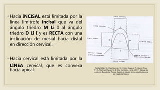 ◦ Hacia INCISAL está limitada por la
línea limítrofe incisal que va del
ángulo triedro M Li I al ángulo
triedro D Li I y es RECTA con una
inclinación de mesial hacia distal
en dirección cervical.
◦ Hacia cervical está limitada por la
LÍNEA cervical, que es convexa
hacia apical.
Padilla Millán, M., Díaz Guzmán, M., Valdez Esquivel, F., García Rivas
P., D., Martínez Iñiguez, N., & Silva Mendieta, J. et al. (2017). Manual de
Anatomía Bucodental. Toluca, Estado de México: Universidad Autónoma
del Estado de México.
 