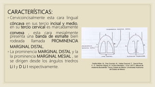 CARACTERÍSTICAS:
◦ Cervicoincisalmente esta cara lingual
cóncava en sus tercio incisal y medio,
en su tercio cervical es marcadamente
convexa , esta cara mesialmente
presenta una banda de esmalte bien
rodeada llamada PROMINENCIA
MARGINAL DISTAL.
◦ La prominencia MARGINAL DISTAL y la
la prominencia MARGINAL MESIAL , se
se dirigen desde los ángulos triedros
Li I y D Li I respectivamente.
Padilla Millán, M., Díaz Guzmán, M., Valdez Esquivel, F., García Rivas
P., D., Martínez Iñiguez, N., & Silva Mendieta, J. et al. (2017). Manual de
Anatomía Bucodental. Toluca, Estado de México: Universidad Autónoma
del Estado de México.
 