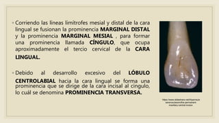 ◦ Corriendo las líneas limítrofes mesial y distal de la cara
lingual se fusionan la prominencia MARGINAL DISTAL
y la prominencia MARGINAL MESIAL , para formar
una prominencia llamada CÍNGULO, que ocupa
aproximadamente el tercio cervical de la CARA
LINGUAL.
◦ Debido al desarrollo excesivo del LÓBULO
CENTROLABIAL hacia la cara lingual se forma una
prominencia que se dirige de la cara incisal al cíngulo,
lo cuál se denomina PROMINENCIA TRANSVERSA.
https://www.slideshare.net/AlyannaJe
serenceJesoro/the-permanent-
maxillary-central-incisor.
 
