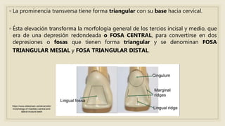 ◦ La prominencia transversa tiene forma triangular con su base hacia cervical.
◦ Ésta elevación transforma la morfología general de los tercios incisal y medio, que
era de una depresión redondeada o FOSA CENTRAL, para convertirse en dos
depresiones o fosas que tienen forma triangular y se denominan FOSA
TRIANGULAR MESIAL y FOSA TRIANGULAR DISTAL.
https://www.slideshare.net/akramddc/
morphology-of-maxillary-central-and-
lateral-incisors-teeth
 