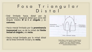 ◦ Está limitada hacia distal por la
prominencia marginal distal que corre del
ángulo triedro D Li I al cíngulo y es
convexa.
◦ Hacia mesial limitada por la prominencia
transversal que va de la mitad del limite
incisal al cíngulo y es recta.
◦ Hacia incisal limitada por la mitad distal
de la línea limítrofe incisal y es recta. Padilla Millán, M., Díaz Guzmán, M., Valdez Esquivel,
F., García Rivas P., D., Martínez Iñiguez, N., & Silva
Mendieta, J. et al. (2017). Manual de Anatomía
Bucodental. Toluca, Estado de México: Universidad
Autónoma del Estado de México.
 
