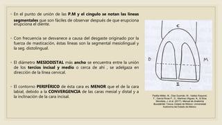 ◦ En el punto de unión de las P.M y el cíngulo se notan las líneas
segmentales que son fáciles de observar después de que erupciona
erupciona el diente.
◦ Con frecuencia se desvanece a causa del desgaste originado por la
fuerza de masticación, éstas líneas son la segmental mesiolingual y
la seg. distolingual.
◦ El diámetro MESIODISTAL más ancho se encuentra entre la unión
de los tercios incisal y medio o cerca de ahí , se adelgaza en
dirección de la línea cervical.
◦ El contorno PERIFÉRICO de ésta cara es MENOR que el de la cara
labial, debido a la CONVERGENCIA de las caras mesial y distal y a
la inclinación de la cara incisal. Padilla Millán, M., Díaz Guzmán, M., Valdez Esquivel,
F., García Rivas P., D., Martínez Iñiguez, N., & Silva
Mendieta, J. et al. (2017). Manual de Anatomía
Bucodental. Toluca, Estado de México: Universidad
Autónoma del Estado de México.
 
