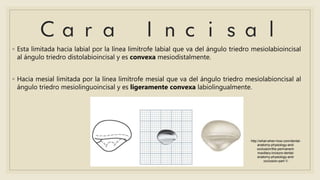 ◦ Esta limitada hacia labial por la línea limítrofe labial que va del ángulo triedro mesiolabioincisal
al ángulo triedro distolabioincisal y es convexa mesiodistalmente.
◦ Hacia mesial limitada por la línea limítrofe mesial que va del ángulo triedro mesiolabioncisal al
ángulo triedro mesiolinguoincisal y es ligeramente convexa labiolingualmente.
http://what-when-how.com/dental-
anatomy-physiology-and-
occlusion/the-permanent-
maxillary-incisors-dental-
anatomy-physiology-and-
occlusion-part-1/
 