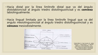 ◦ Hacia distal por la línea limítrofe distal que va del ángulo
distolabioncisal al ángulo triedro distolinguoincisal y es convexa
labiolingualmente.
◦ Hacia lingual limitada por la línea limítrofe lingual que va del
angulo mesiolinguoincisal al ángulo triedro distolinguoincisal y es
cóncava mesiodistalmente.
Padilla Millán, M., Díaz Guzmán, M., Valdez
Esquivel, F., García Rivas P., D., Martínez
Iñiguez, N., & Silva Mendieta, J. et al.
(2017). Manual de Anatomía Bucodental.
Toluca, Estado de México: Universidad
Autónoma del Estado de México.
 