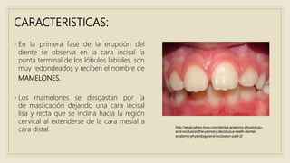 CARACTERISTICAS:
◦ En la primera fase de la erupción del
diente se observa en la cara incisal la
punta terminal de los lóbulos labiales, son
muy redondeados y reciben el nombre de
MAMELONES.
◦ Los mamelones se desgastan por la
de masticación dejando una cara incisal
lisa y recta que se inclina hacia la región
cervical al extenderse de la cara mesial a
cara distal. http://what-when-how.com/dental-anatomy-physiology-
and-occlusion/the-primary-deciduous-teeth-dental-
anatomy-physiology-and-occlusion-part-2/
 