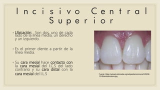 ◦ Ubicación: Son dos, uno de cada
lado de la línea media, un derecho
y un izquierdo.
◦ Es el primer diente a partir de la
línea media.
◦ Su cara mesial hace contacto con
la cara mesial del I.C.S del lado
contrario y su cara distal con la
cara mesial del I.L.S Fuente: https://upload.wikimedia.org/wikipedia/commons/3/35/06-
10-06centralincisors.jpg
 
