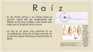 ◦ Es de forma cónica y se inclina hacia la
porción distal del eje longitudinal del
diente; es de una y media o dos veces mas
larga que la longitud de la corona.
◦ La raíz es un poco mas estrecha en su
circunferencia cerca de la línea cervical; en
su porción apical disminuye hasta formar el
ápice.
http://gsdl.bvs.sld.cu/cgi-bin/library?e=d-00000-00---off-
0estomato--00-0----0-10-0---0---0direct-10---4-------0-1l--11-es-
50---20-about---00-0-1-00-0-0-11-1-0utfZz-8-
00&a=d&cl=CL1&d=HASH01be2f72f5d5c77638fcc9c1.11.12.
1
Padilla Millán,
M., Díaz
Guzmán, M.,
Valdez
Esquivel, F.,
García Rivas
P., D., Martínez
Iñiguez, N., &
Silva Mendieta,
J. et al.
(2017). Manual
de Anatomía
Bucodental.
Toluca, Estado
de México:
Universidad
Autónoma del
Estado de
México.
 
