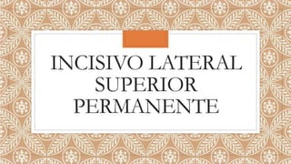 INCISIVO LATERAL
SUPERIOR
PERMANENTE
 