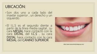 UBICACIÓN:
◦Son dos uno a cada lado del
maxilar superior , un derecho y un
izquierdo.
◦El I.L.S es el segundo diente a
partir de la línea media sagital , su
cara MESIAL hace contacto con la
cara DISTAL del I.C.S , su cara
DISTAL hace contacto con la cara
MESIAL del CANINO SUPERIOR.
https://www.miamiorthodontistgroup.com/
 