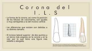 ◦ La forma de la corona, así como la posición
de los lóbulos de crecimiento, son iguales
o muy semejantes a la del incisivo central.
◦ Las diferencias que existen son debidas a
su distinto tamaño.
◦ El incisivo lateral superior de dos quintos a
un tercio más angosto en la corona y en la
raíz; por lo que tiene una figura más
esbelta o alargada.
http://what-when-how.com/dental-anatomy-physiology-and-occlusion/the-
permanent-maxillary-incisors-dental-anatomy-physiology-and-occlusion-part-2/
 
