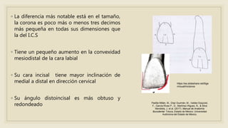◦ La diferencia más notable está en el tamaño,
la corona es poco más o menos tres decimos
más pequeña en todas sus dimensiones que
la del I.C.S
◦ Tiene un pequeño aumento en la convexidad
mesiodistal de la cara labial
◦ Su cara incisal tiene mayor inclinación de
medial a distal en dirección cervical
◦ Su ángulo distoincisal es más obtuso y
redondeado Padilla Millán, M., Díaz Guzmán, M., Valdez Esquivel,
F., García Rivas P., D., Martínez Iñiguez, N., & Silva
Mendieta, J. et al. (2017). Manual de Anatomía
Bucodental. Toluca, Estado de México: Universidad
Autónoma del Estado de México.
https://es.slideshare.net/llige
rmouat/incisivos
 