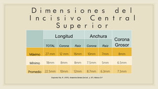 Longitud Anchura
Corona
GrosorTOTAL Corona Raíz Corona Raíz
Máximo 27 mm 12 mm 16mm 10mm 7mm 8mm
Mínimo 18mm 8mm 8mm 7.5mm 5mm 6.5mm
Promedio 22.5mm 10mm 12mm 8.7mm 6.3mm 7.5mm
Esponda Vila, R. (1970). Anatomía Dental (2nd ed., p. 97). México D.F.
 
