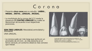 ◦ Presenta cinco caras para su estudio : LABIAL ,
MESIAL , DISTAL , LINGUAL , INCISAL.
◦ La morfología de la corona del I.C.S revela la
presencia de CUATRO LÓBULOS los cuales se
denominan de acuerdo a sus respectivas
posiciones.
SON TRES LABIALES: Mesolabial,centrolabial y
distolabial
UNA LINGUAL.
◦ La corona suele ser más larga que ancha en un
promedio de 2.6 mm , es más estrecha en el
tercio cervical y el contorno distal es más convexo
que mesial.
Fuente:http://gsdl.bvs.sld.cu/cgi-bin/library?e=d-00000-00---off-
0estomato--00-0----0-10-0---0---0direct-10---4-------0-1l--11-es-50---
20-about---00-0-1-00-0-0-11-1-0utfZz-8-
00&a=d&cl=CL1&d=HASHa3228baa9765ca79fdf5cb.2.3.fc
 