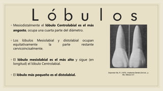 ◦ Mesiodistalmente el lóbulo Centrolabial es el más
angosto, ocupa una cuarta parte del diámetro.
◦ Los lóbulos Mesiolabial y distolabial ocupan
equitativamente la parte restante
cervicoincisalmente.
◦ El lóbulo mesiolabial es el más alto y sigue (en
longitud) el lóbulo Centrolabial.
◦ El lóbulo más pequeño es el distolabial.
Esponda Vila, R. (1970). Anatomía Dental (2nd ed., p.
95). México D.F.
 