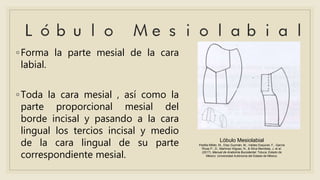 ◦Forma la parte mesial de la cara
labial.
◦Toda la cara mesial , así como la
parte proporcional mesial del
borde incisal y pasando a la cara
lingual los tercios incisal y medio
de la cara lingual de su parte
correspondiente mesial.
Lóbulo Mesiolabial
Padilla Millán, M., Díaz Guzmán, M., Valdez Esquivel, F., García
Rivas P., D., Martínez Iñiguez, N., & Silva Mendieta, J. et al.
(2017). Manual de Anatomía Bucodental. Toluca, Estado de
México: Universidad Autónoma del Estado de México.
 