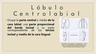 ◦ Ocupa la parte central o media de la
cara labial, una parte proporcional
del borde incisal y su parte
correspondiente de los tercios
incisal y medio de la cara lingual.
Padilla Millán, M., Díaz Guzmán, M., Valdez Esquivel, F., García
Rivas P., D., Martínez Iñiguez, N., & Silva Mendieta, J. et al.
(2017). Manual de Anatomía Bucodental. Toluca, Estado de
México: Universidad Autónoma del Estado de México.
 