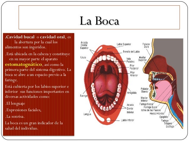Incisivo lateral superior