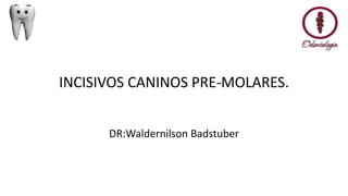 INCISIVOS CANINOS PRE-MOLARES.
DR:Waldernilson Badstuber
 