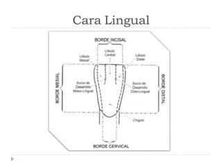 Cara Lingual
 