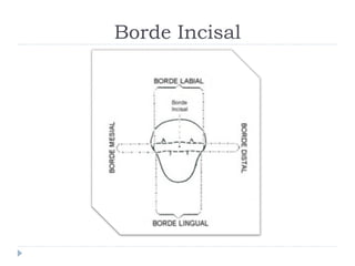 Borde Incisal
 