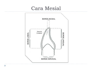 Cara Mesial
 