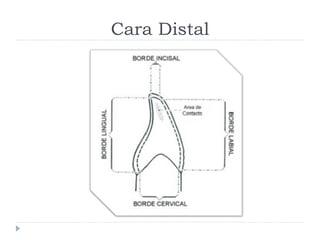 Cara Distal
 