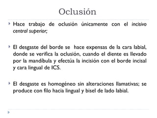Oclusión
   Hace trabajo de oclusión únicamente con el incisivo
    central superior;

   El desgaste del borde se hace expensas de la cara labial,
    donde se verifica la oclusión, cuando el diente es llevado
    por la mandíbula y efectúa la incisión con el borde incisal
    y cara lingual de ICS.

   El desgaste es homogéneo sin alteraciones llamativas; se
    produce con filo hacia lingual y bisel de lado labial.
 