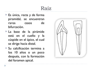 Raíz
   Es única, recta y de forma
    piramidal, se encuentran
    raros        casos       de
    bifurcación.
   La base de la pirámide
    está en el cuello y la
    cúspide en el ápice, el cual
    se dirige hacia distal.
   Su calcificación termina a
    los 10 años o un poco
    después, con la formación
    del foramen apical.
 