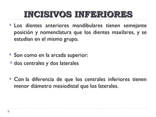 INCISIVOS INFERIORES
   Los dientes anteriores mandibulares tienen semejante
    posición y nomenclatura que los dientes maxilares, y se
    estudian en el mismo grupo.

 Son como en la arcada superior: 
 dos centrales y dos laterales



   Con la diferencia de que los centrales inferiores tienen
    menor diámetro mesiodistal que los laterales.
 