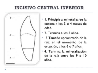 INCISIVO CENTRAL INFERIOR

            1. Principia a mineralizarse la
             corona a los 3 o 4 meses de
             edad.
            2. Termina a los 5 años.
             3 Tamaño aproximado de la
             raíz en el momento de la
             erupción, a los 6 o 7 años.
            4. Termina la mineralización
             de la raíz entre los 9 o 10
             años.
 