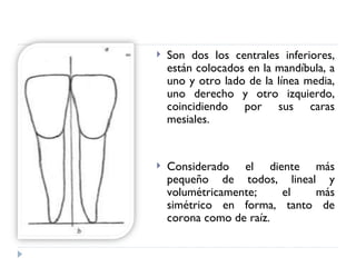    Son dos los centrales inferiores,
    están colocados en la mandíbula, a
    uno y otro lado de la línea media,
    uno derecho y otro izquierdo,
    coincidiendo por sus caras
    mesiales.


   Considerado el diente más
    pequeño de todos, lineal y
    volumétricamente;    el  más
    simétrico en forma, tanto de
    corona como de raíz.
 