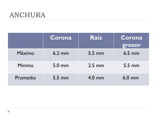 ANCHURA


            Corona   Raíz     Corona
                              grosor
 Máximo     6.2 mm   5.5 mm   6.5 mm

 Mínimo     5.0 mm   2.5 mm   5.5 mm

 Promedio   5.5 mm   4.0 mm   6.0 mm
 