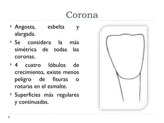 Corona
   Angosta,      esbelta   y
    alargada.
   Se considera la más
    simétrica de todas las
    coronas.
   4 cuatro lóbulos de
    crecimiento, existe menos
    peligro de fisuras o
    roturas en el esmalte.
   Superficies más regulares
    y continuadas.
 
