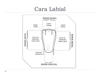 Cara Labial
 