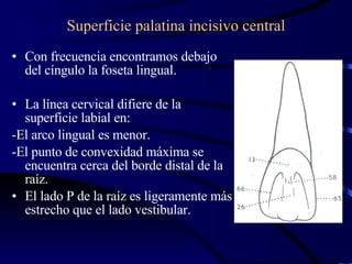 Superficie palatina incisivo central Con frecuencia encontramos debajo del cíngulo la foseta lingual. La línea cervical difiere de la superficie labial en: -El arco lingual es menor. -El punto de convexidad máxima se encuentra cerca del borde distal de la raíz. El lado P de la raíz es ligeramente más estrecho que el lado vestibular.  