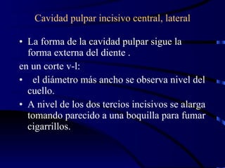 Cavidad pulpar incisivo central, lateral La forma de la cavidad pulpar sigue la forma externa del diente . en un corte v-l: el diámetro más ancho se observa nivel del cuello. A nivel de los dos tercios incisivos se alarga tomando parecido a una boquilla para fumar cigarrillos. 