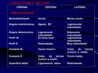 CARACTERES  DE TIPO CORONA CENTRAL LATERAL LADO VESTIBULAR     Mesiodistalmente Ancho Menos ancho Ángulo mesioincisivo Agudo,  90° Ligeramente redondeado Ángulo distoincisivo Ligeramente redondeado Netamente redondeado Perfil  M En línea recta Ligeramente redondeado Perfil D Redondeado Muy redondeado Contacto M Tercio incisivo Unión de tercios incisivo  y  medio Contacto D Unión de tercios incisivo y medio Tercio medio Superficie labial Ligeramente  plana Redondeada  