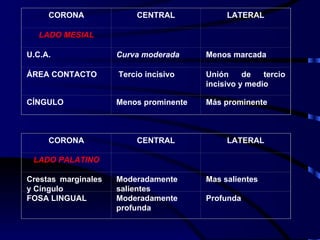 CORONA CENTRAL LATERAL LADO MESIAL     U.C.A. Curva moderada Menos marcada ÁREA CONTACTO Tercio incisivo Unión de tercio incisivo y medio CÍNGULO Menos prominente Más prominente CORONA CENTRAL LATERAL LADO PALATINO     Crestas marginales  y Cíngulo Moderadamente salientes Mas salientes FOSA LINGUAL Moderadamente profunda Profunda 